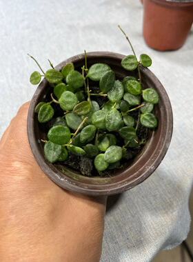 野匍匐球兰/文山匍匐(Hoya Wenshangensis) 深绿色小叶片耐寒耐热