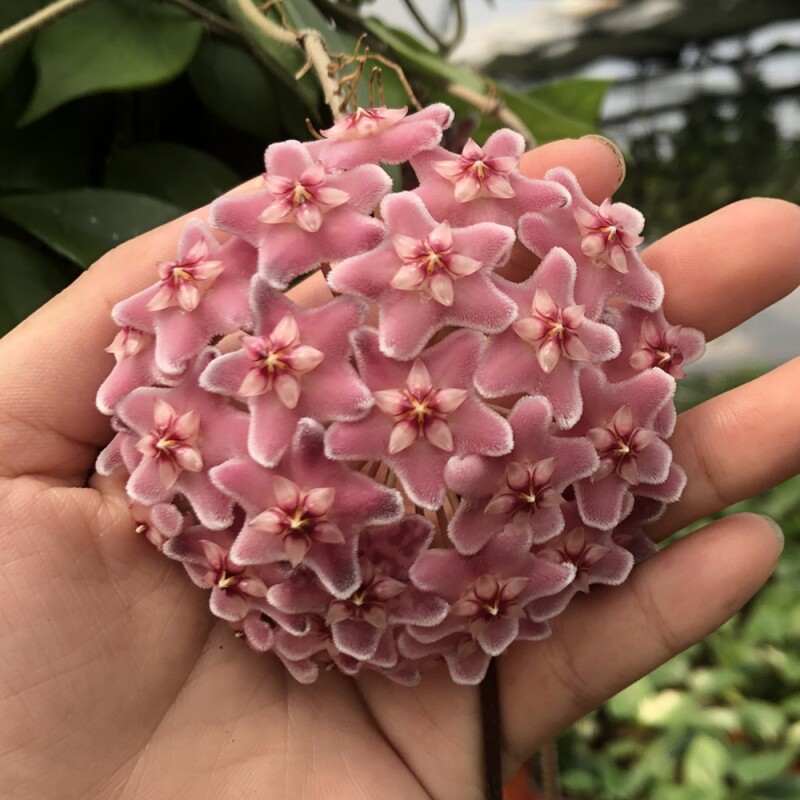 卡诺萨大花球兰 耐寒耐热 可垂钓可攀爬 阳台花园绿植花卉耐阴