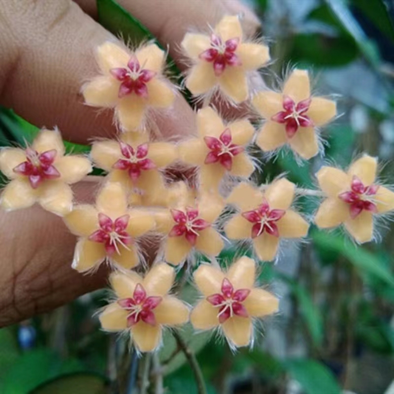 黄金鞭花球兰观叶观花勤花爆花