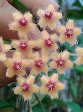 黄金鞭花球兰 (Hoya Flagellata SSP. Gold) 勤花易开花垂钓攀岩