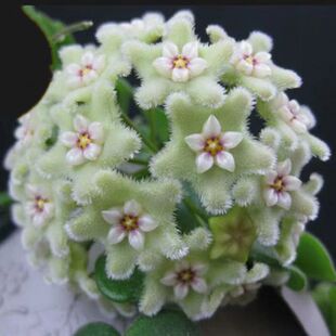原种匍匐球兰 (Hoya serpens) 小叶片室内绿植阳台植物小清新耐寒