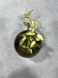 新品天涯球兰 (Hoya lacunosa variegata)  长叶裂瓣内锦室内垂吊