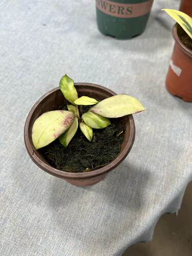 瓦林内锦观叶观花叶片变色可晒红