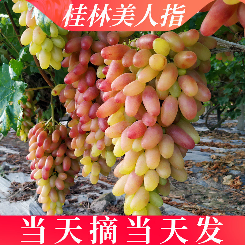 当季美人指红提新鲜现摘现发