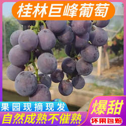 正宗广西桂林巨峰葡萄新鲜当季整箱孕妇水果黑色自然熟现摘现发