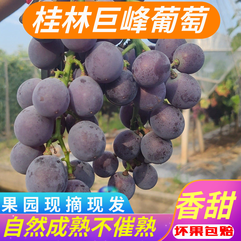 正宗广西桂林巨峰葡萄新鲜当季整箱孕妇水果黑色自然熟现摘现发