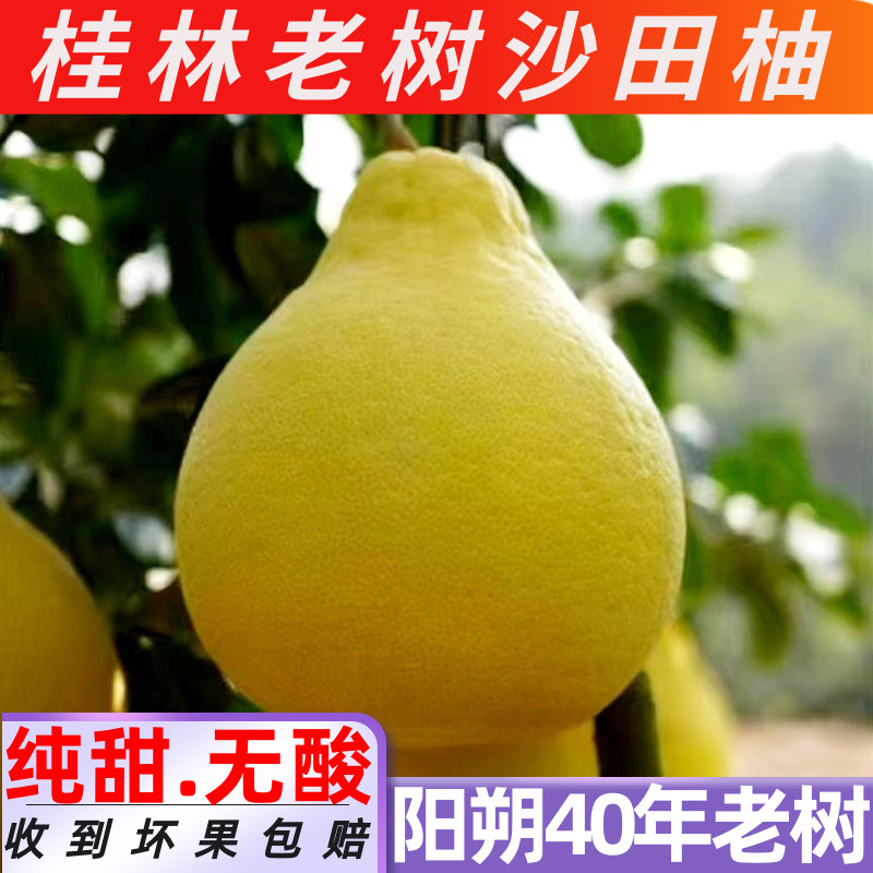 沙田柚买多更划算40年老树精选果