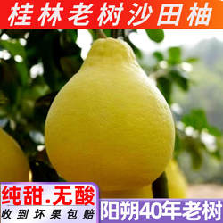 正宗阳朔老树沙田柚广西桂林兴坪纯甜柚子新鲜水果当季整箱10斤
