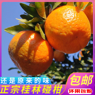 正宗桂林碰柑广西柑橘芦柑现摘桔子当季新鲜水果整箱5斤孕妇酸甜