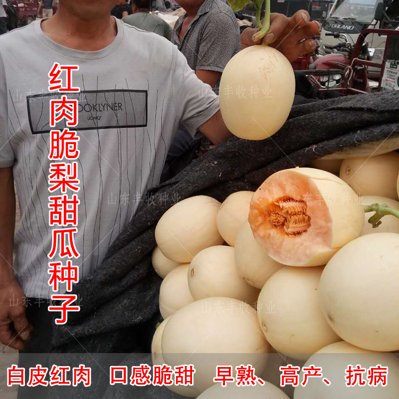红肉脆梨甜瓜东方蜜号香瓜种子籽四季播高产超甜早熟种春正品四季