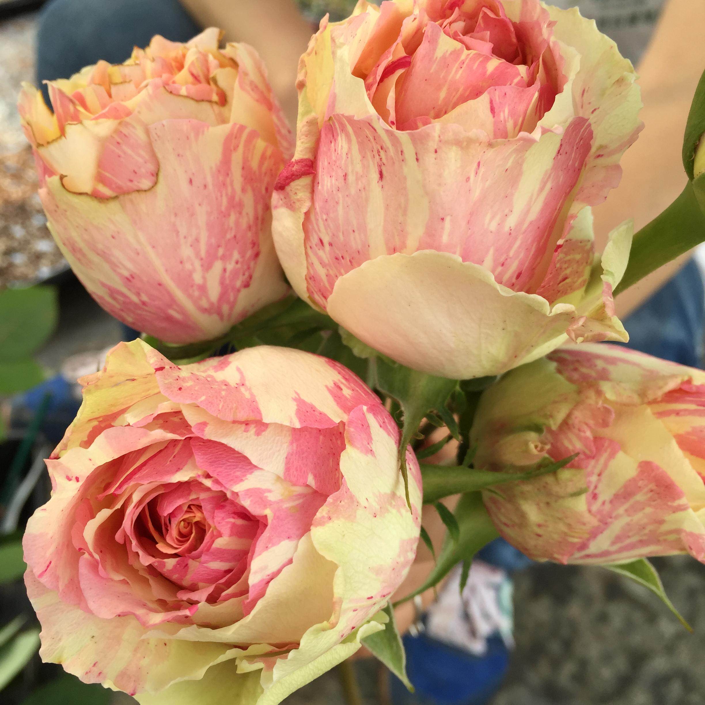 老花痴 嘉年华 条纹切花月季玫瑰绿植花卉盆栽阳台地栽花苗庭院