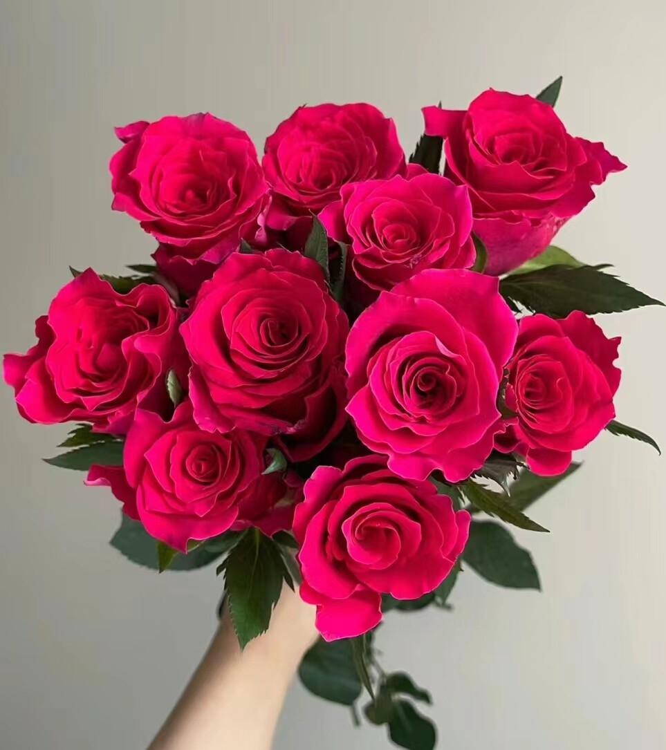 老花痴 高盛 新品切花月季玫瑰绿植花卉盆栽阳台地栽花苗庭院