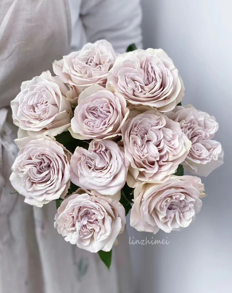 老花痴 威斯敏特大教堂/貂蝉 月季玫瑰绿植花卉盆栽阳台地栽花苗