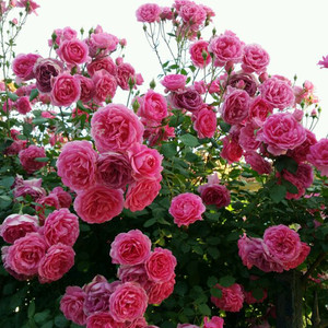 豁新 藤本月季 大游行 爬藤多花月季苗大花 爬藤