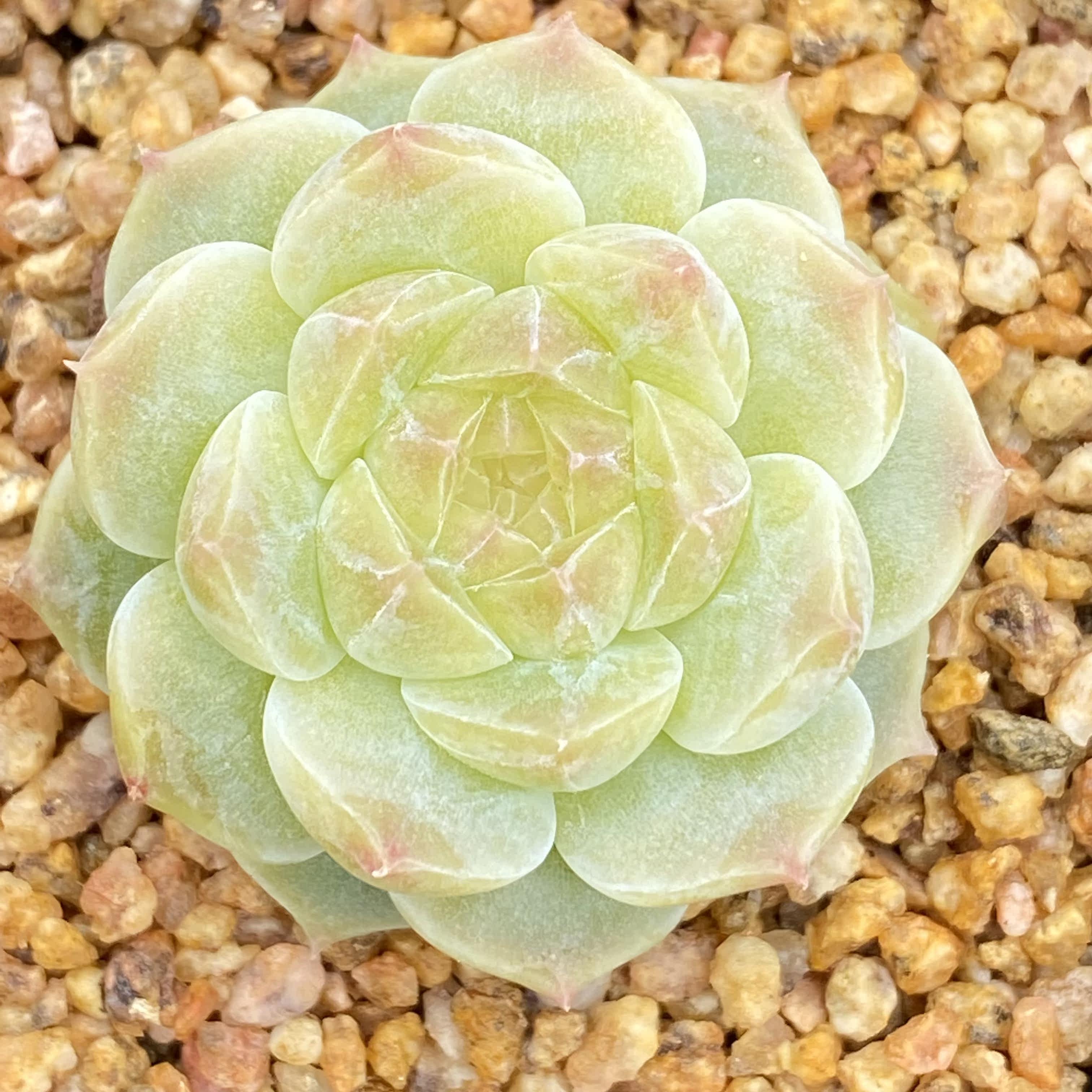 冰珀 多个体混拍 冰心暗纹一物一拍 b271-286港湾多肉园地