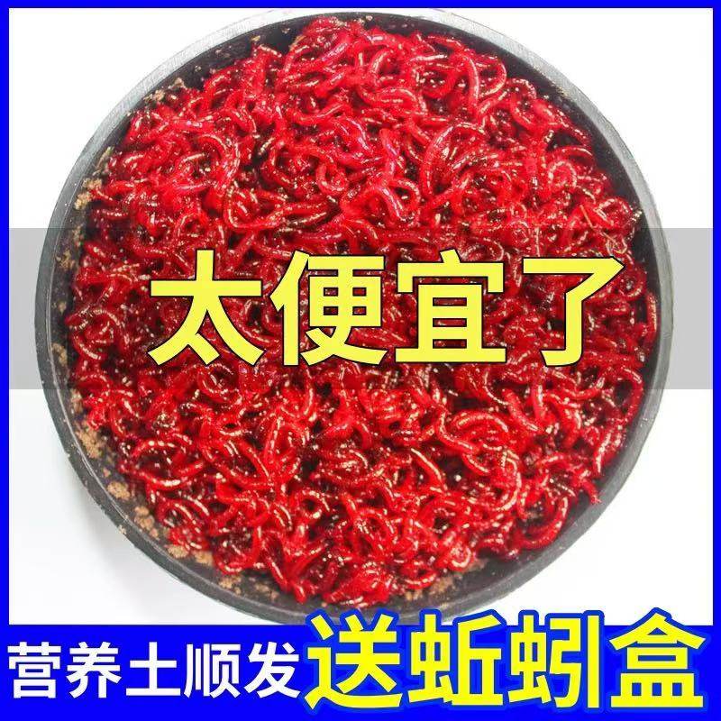 十全十全红虫鲜活活饵大号