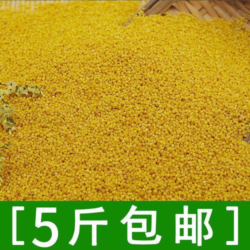 农家小黄米能熬出米油煮小米粥