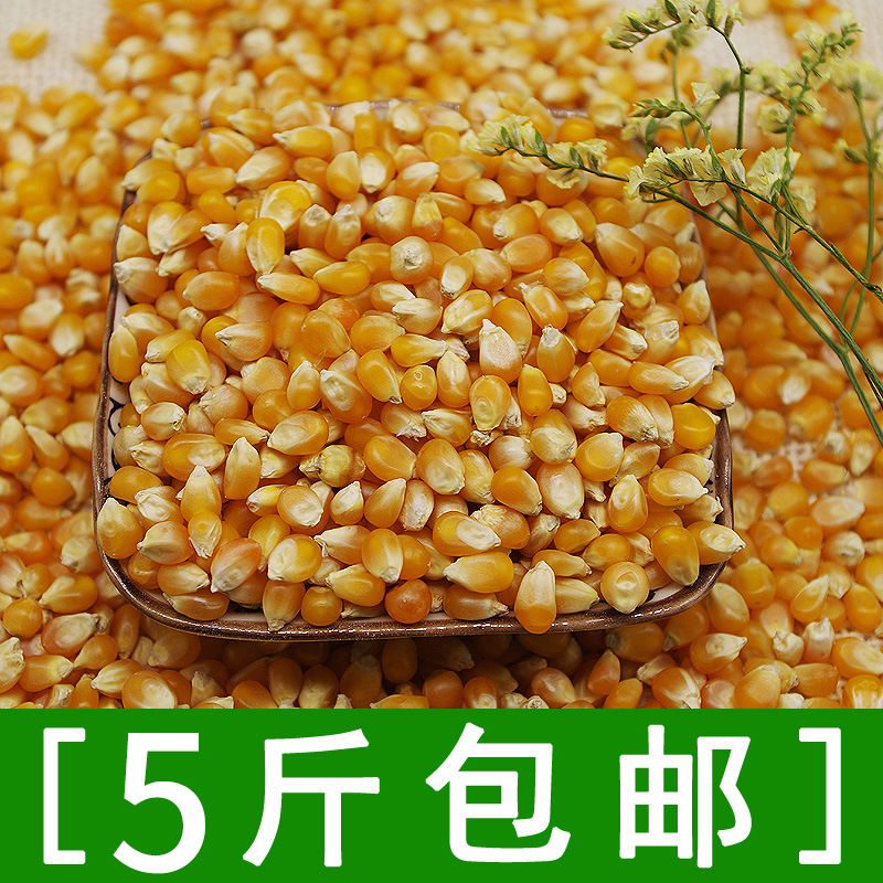 东北农家特产小玉米 爆玉米 爆米花专用玉米粒500g