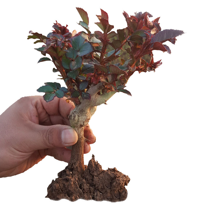 网友分享在meiguo.com的图片