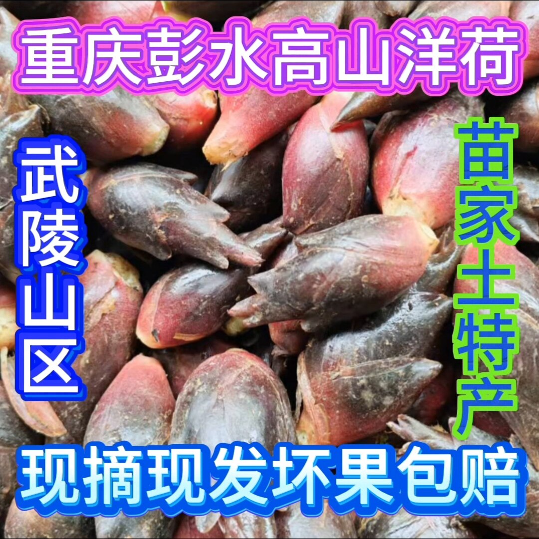 阳荷姜重庆彭水新鲜洋火现摘阳和姜洋荷现摘现发坏果包赔
