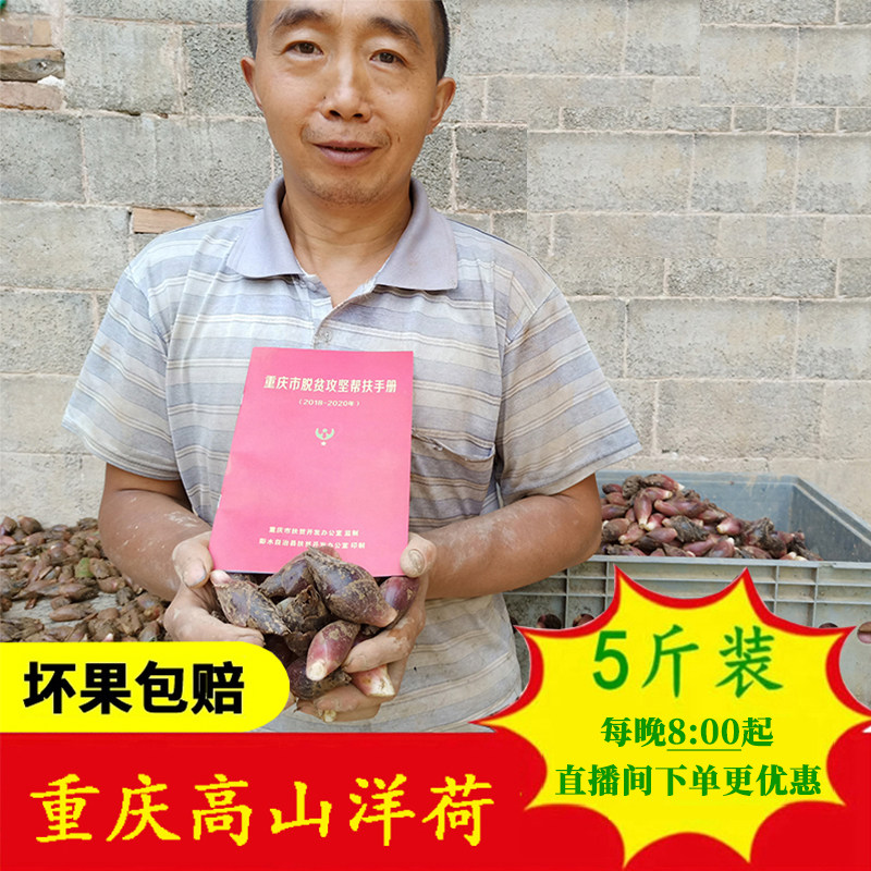重庆彭水高山洋荷阳藿姜5斤包邮
