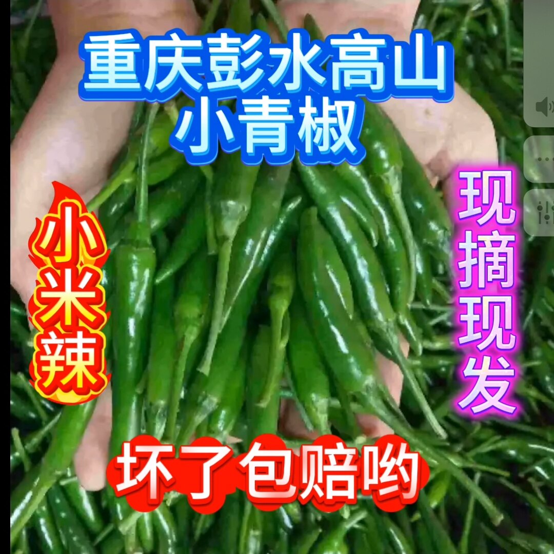 重庆彭水小米辣青椒新鲜现摘现发小青椒指天椒小米椒朝天椒