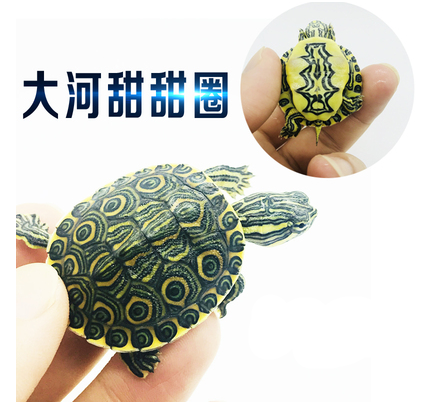 大河甜甜圈龟活体宠物龟深水龟苗蛋龟屋顶龟吃粪龟观赏火焰龟招财