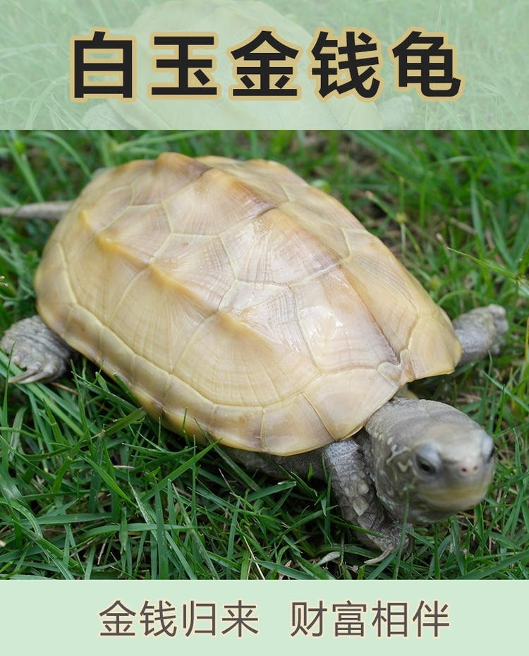 中华草龟活体白玉草龟小乌龟宠物龟观赏易饲料养外塘金线白玉龟