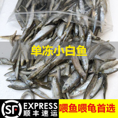 冷冻小鱼喂鱼饲料鱼龙鱼鱼食单冻新鲜小白条鱼龙鱼鱼食泥鳅河虾