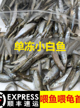 冷冻小鱼喂鱼饲料鱼单冻新鲜小白条鱼龙鱼鱼食麦穗鱼喂龟丁鱼