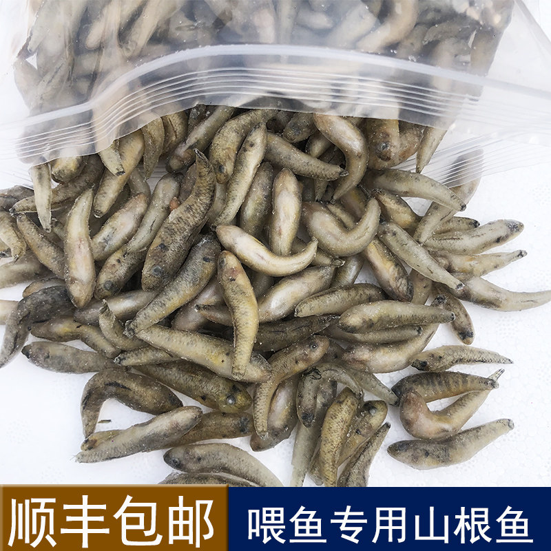 沉底丁鱼山根鱼招财猫饲料麦穗鱼图片
