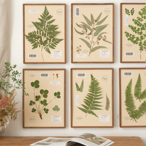 实木植物标本装饰画科普精油中草药蕨叶真花书房标本画手工北欧