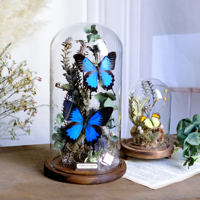 蝴蝶标本玻璃罩创意礼物
