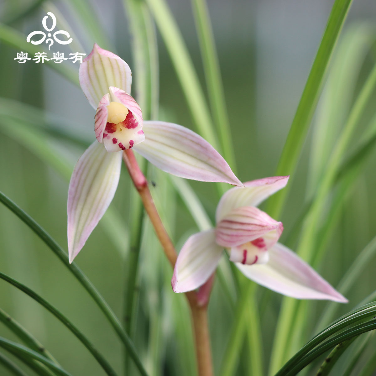 大理香妃莲瓣系列兰花苗金边白爪浣纱女名贵高端品种翁源花卉盆栽