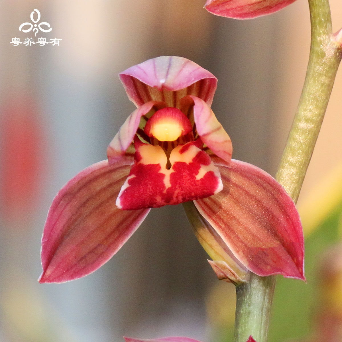 墨兰金边矮种红花东方红神荷望月冠线艺浓香翁源兰花教室盆栽品种