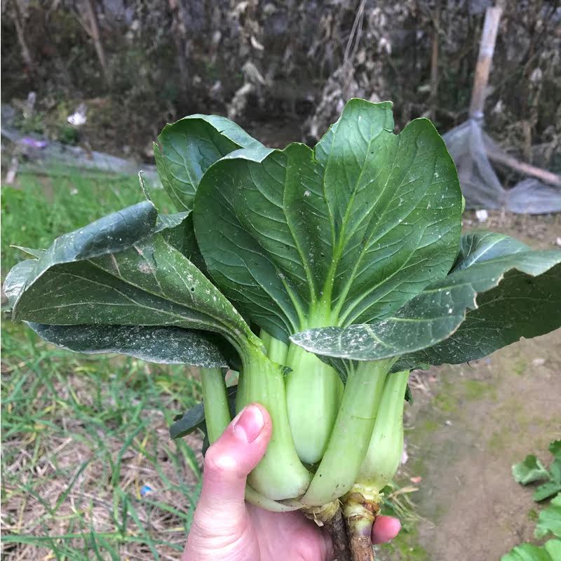 湖南农家新鲜青菜乡下本地自种季节蔬菜传统种植黑大头叶子菜现摘
