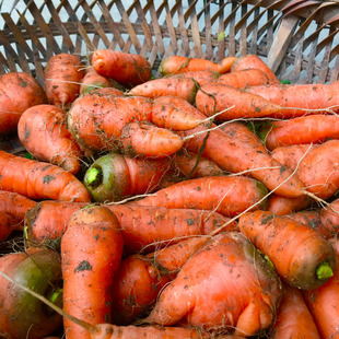 湖南新鲜小胡萝卜农家本地自种蔬菜 樱桃水果手指红萝卜缨3斤