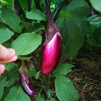 湖南农家小茄子衡阳乡下本地自种季节蔬菜紫色圆茄子现摘现发3斤