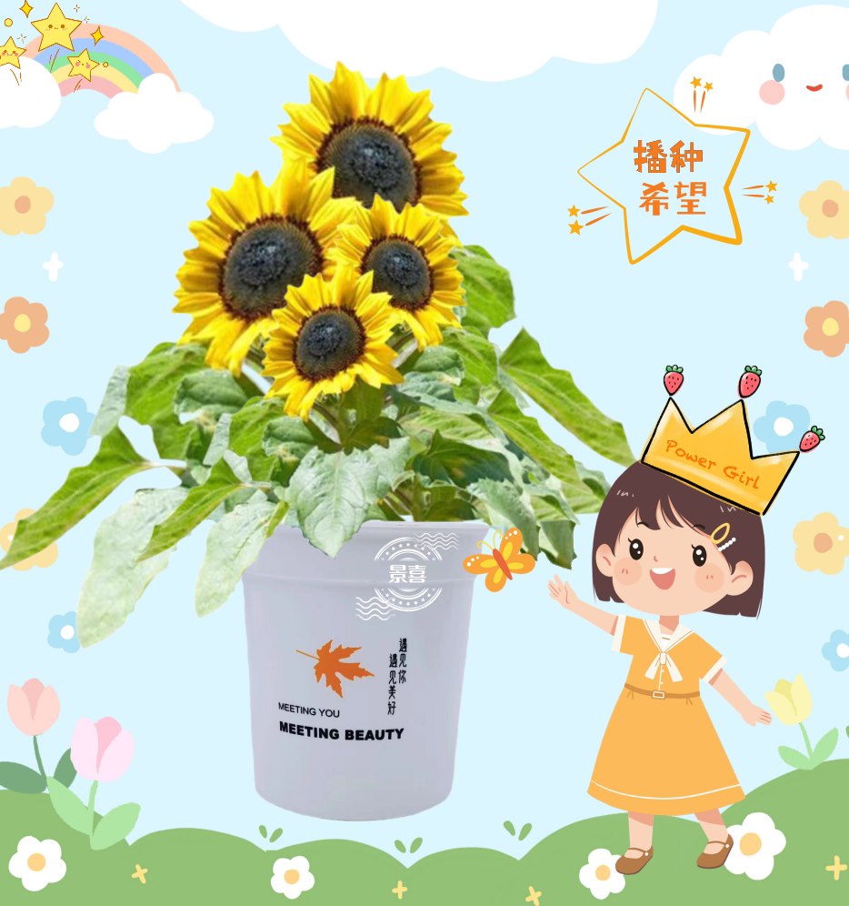 儿童种植自动吸水盆栽幼儿园观察植物生长向日葵太阳花小学生diy