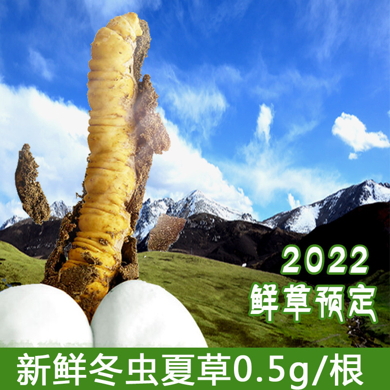 Orthodox school 2022 fresh Cordyceps quality goods Wild Cordyceps 0.5g/ Gennaqu gift box 10 Root fresh grassin the Traditional nourishing food , Cordyceps  category - from Buy2taobao.com to provide professional Taobao agent buy service