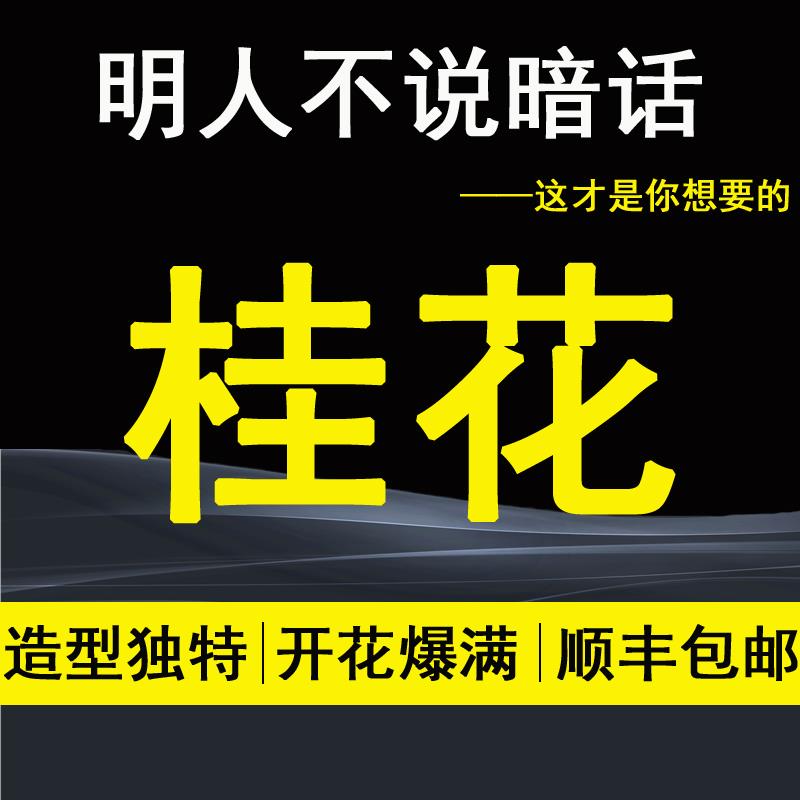 极速精品日香桂花盆景盆栽树苗一物一拍室内办公桌四季桂流苏嫁接