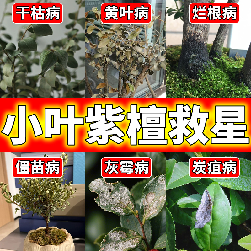 小叶紫檀专用营养液赤楠黄杨盆景杀菌治黄叶掉叶枯萎赤楠通用肥料