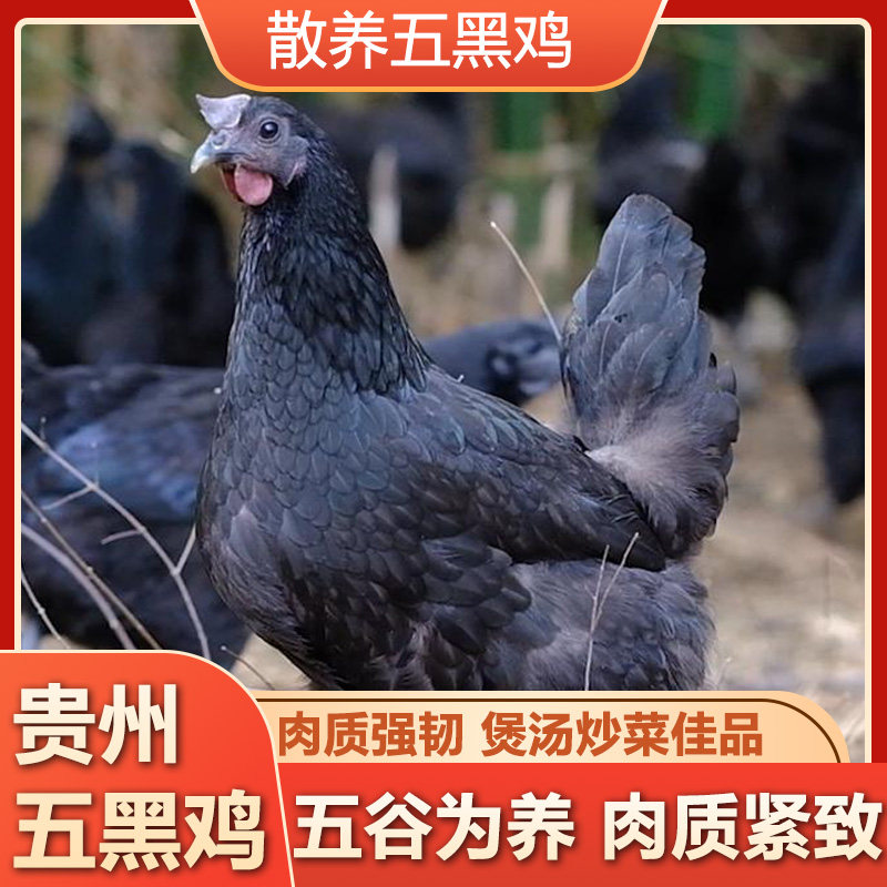 新鲜现杀正宗五黑鸡老母鸡整只乌鸡活鸡半年以上营养丰富包邮