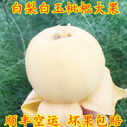 白玉枇杷白梨贵妃枇杷5斤合川万州重庆非莆田塘西苏州东山琵琶果