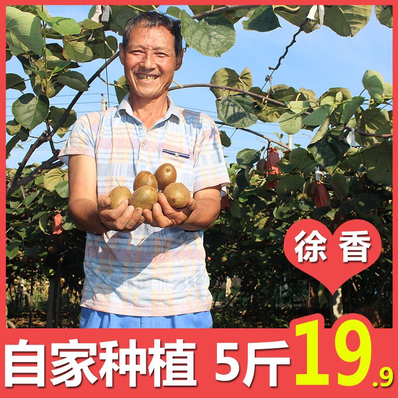 眉县徐香5斤新鲜水酸甜黄泥弥猴桃(非品牌)