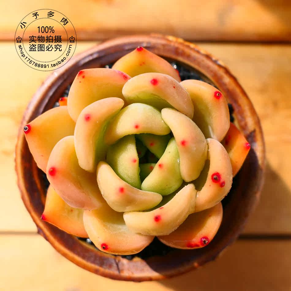 橙香槟 果冻色 韩国进口 冬云系绿植盆栽 多肉植物 迷你 小予多肉在类目 鲜花速递/花卉仿真/绿植园艺, 花卉/绿植盆栽（新）, 多肉植物中 - 来自Buy2taobao.com提供专业的淘宝代购服务