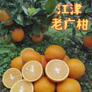 重庆老广柑江津土广柑油溪锦橙渝津橙子鹅蛋柑泡酒孕妇水果