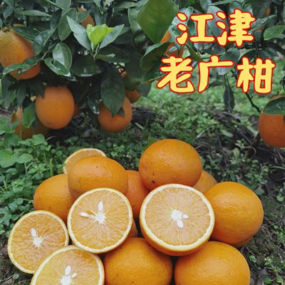 鲜橙广柑9斤现摘现发重庆橙子