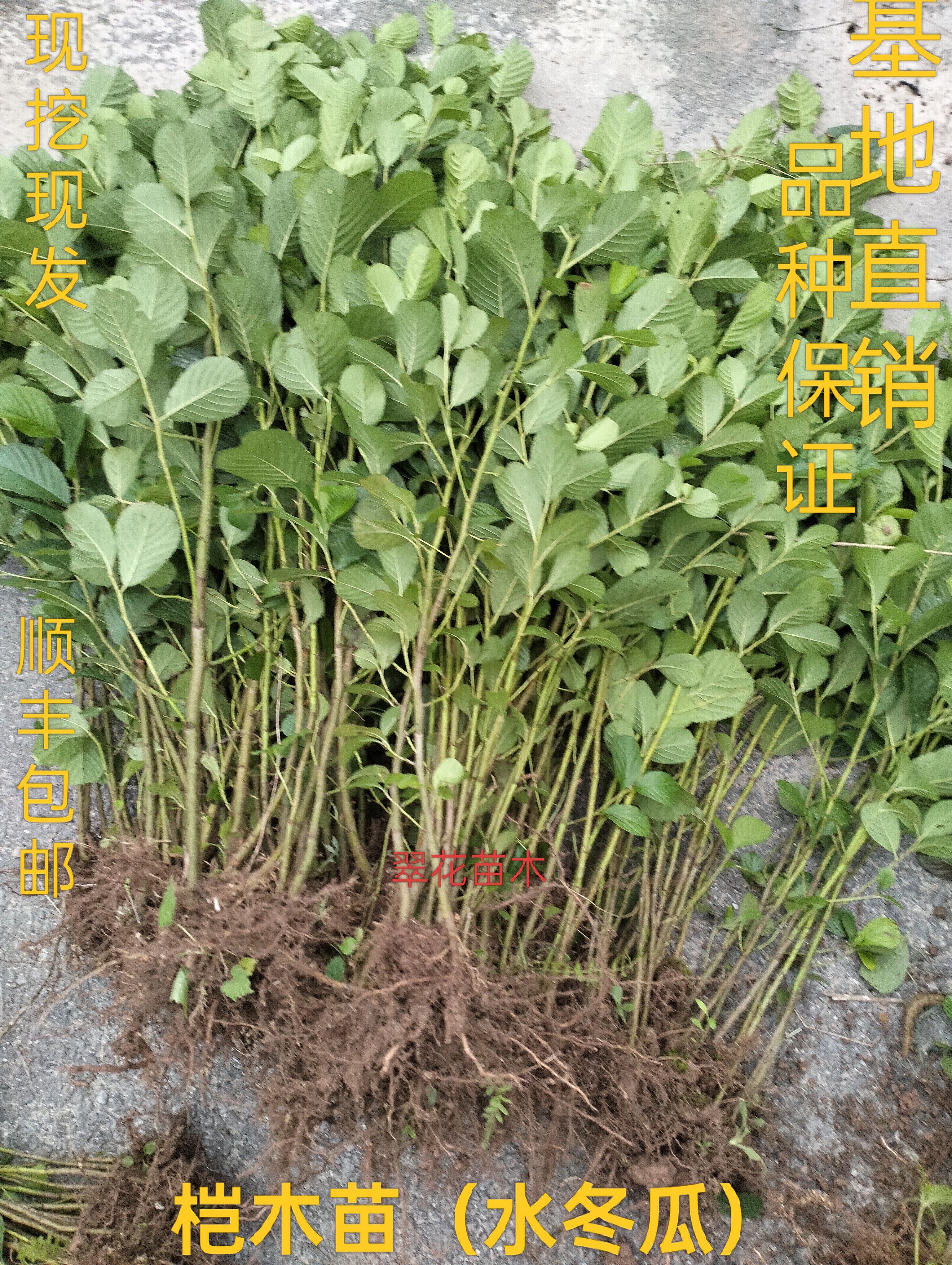 桤木苗水冬瓜树水青凤 桤蒿 南方新鲜树南方种植室（顺丰快递包邮