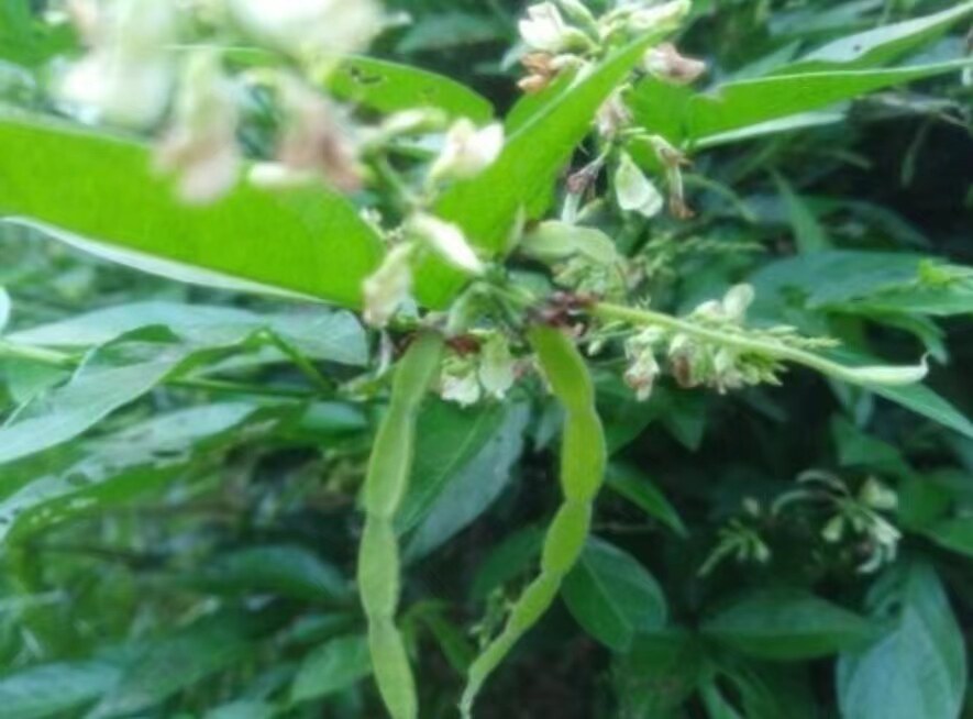 原生态饿蚂蟥 中草药饿蚂蝗 山蚂蝗 细风带 山角豆 新鲜干货500g